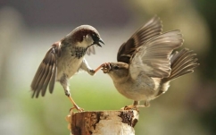 Унікальні моменти з життя тварин і птахів на фотографіях — Фото